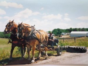 Powerful Beautiful Animals